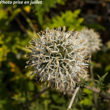 Echinops sphaerocephalus 'Arctic Glow'