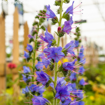 Echium vulgare