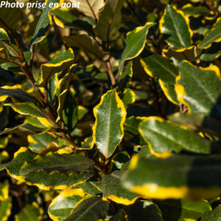 Elaeagnus x ebbingei 'Viveleg'