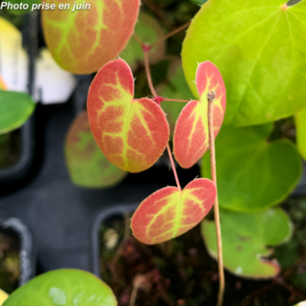 Epimedium versicolor 'Sulphureum'