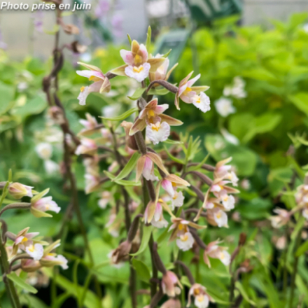 Epipactis palustris