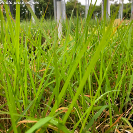 Eragrostis spectabilis
