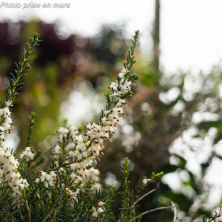Erica x darleyensis 'Blanc' - Bruyère