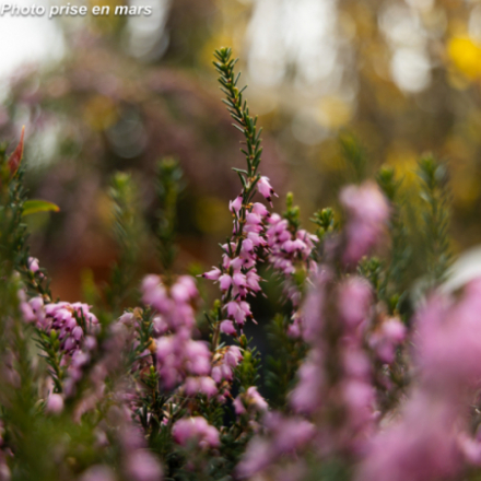 Erica x darleyensis 'Rose' - Bruyère