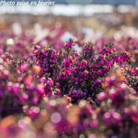 Erica x darleyensis 'Rouge' - Bruyère