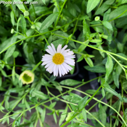 Erigeron karvinskianus 'Blutenmeer'