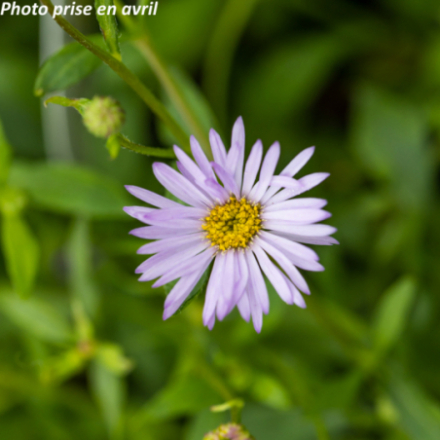 Erigeron karvinskianus 'Lavender Lady®' - Vergerette de Karsinsky