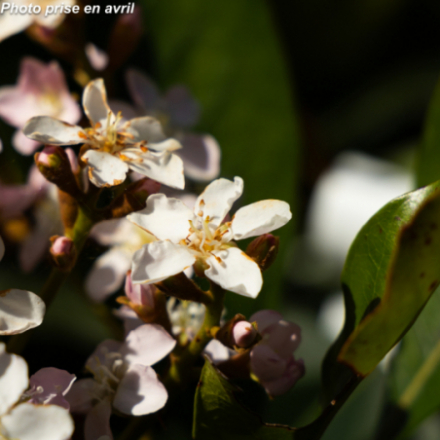 Eriobotrya japonica 'Coppertone' - Néflier du Japon