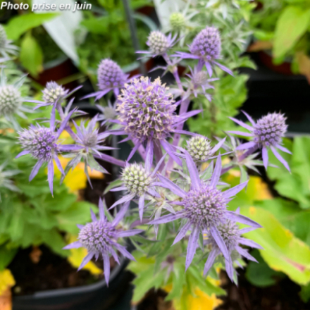 Eryngium planum 'Blue Hobbit'