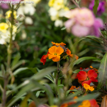 Erysimum baccata® 'Winter'
