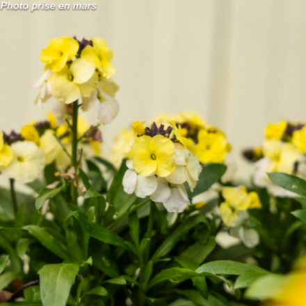 Erysimum leya 'Lemin'