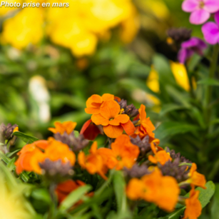 Erysimum leya 'Orange'
