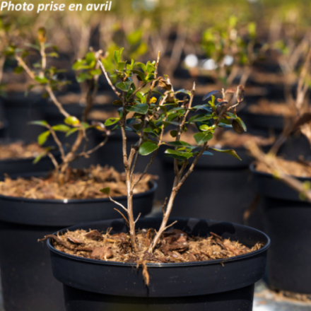 Escallonia 'Iveyi'