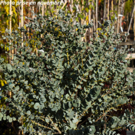 Eucalyptus gunnii 'Azura' - Gommier cidre