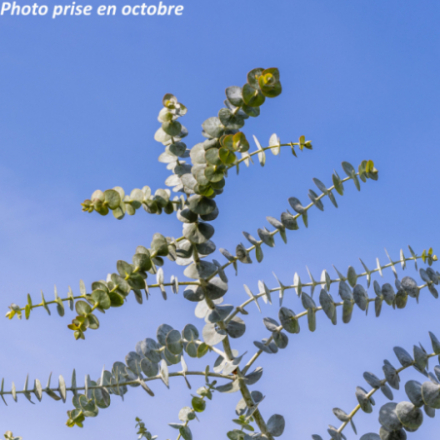 Eucalyptus pulverulenta 'Baby Blue'