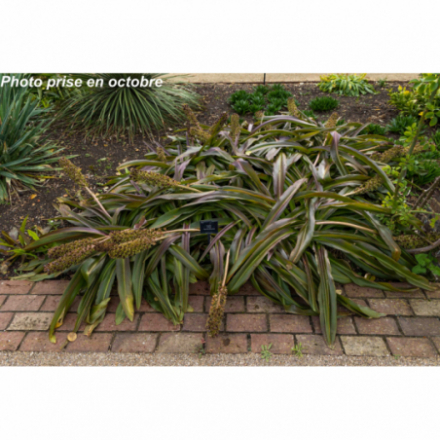 Eucomis comosa 'Sparkling Burgundy'®