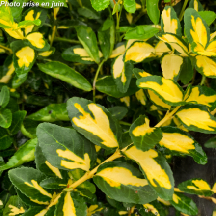 Euonymus fortunei 'Blondy® 'Interbolwi'