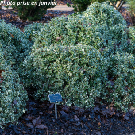 Euonymus fortunei 'Emerald Gaiety'