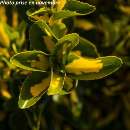 Euonymus japonicus 'Aureomarginatus'