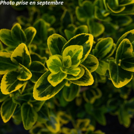 Euonymus japonicus 'Aureus' - Fusain du Japon