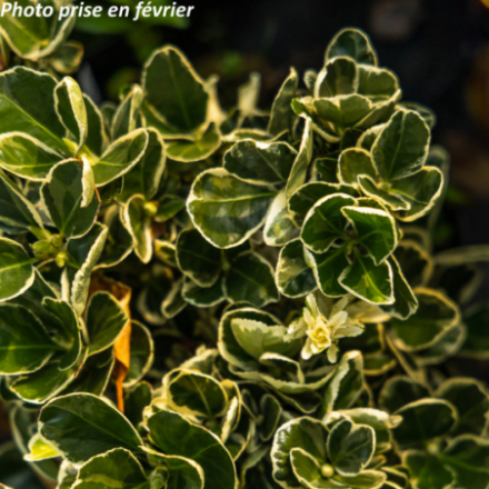 Euonymus japonicus 'Bravo'