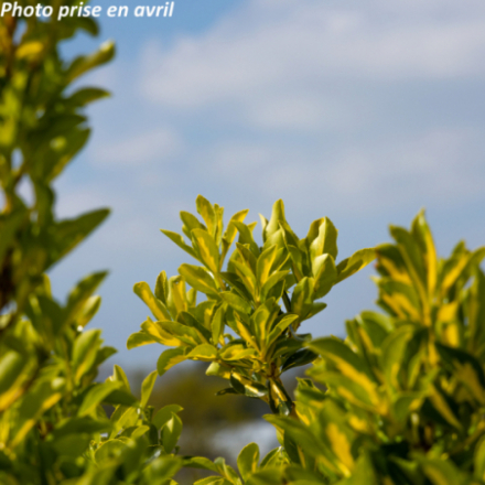 Euonymus japonicus 'Luna Gold' - Fusain du Japon