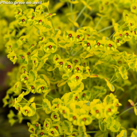 Euphorbia amygdaloides 'Ascott Rainbow'