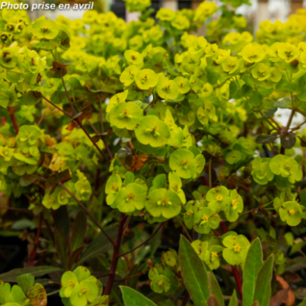 Euphorbia amygdaloides 'Purpurea'