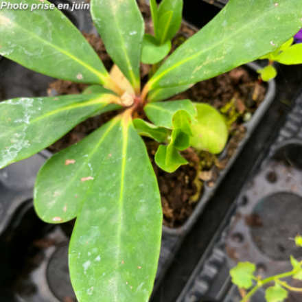 Euphorbia amygdaloides 'Robbiae'