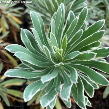Euphorbia characias 'Glacier Blue'®
