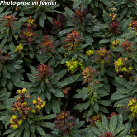 Euphorbia characias 'Velvet Ruby'
