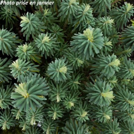 Euphorbia characias 'Wulfenii'