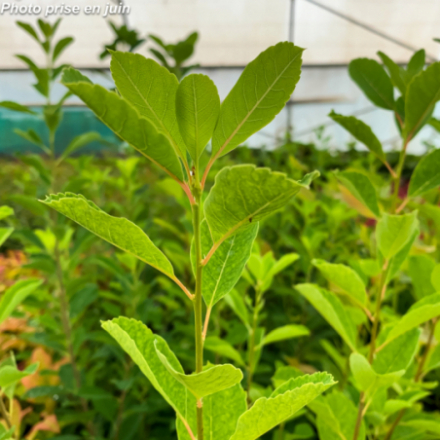 Exochorda racemosa Magical Springtime® 'Kolmaspri'