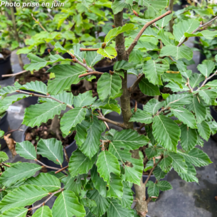 Fagus sylvatica