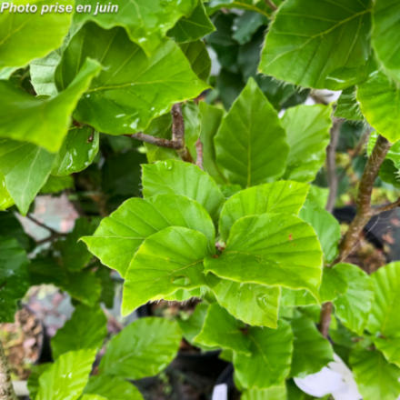 Fagus sylvatica 'Dawyck'