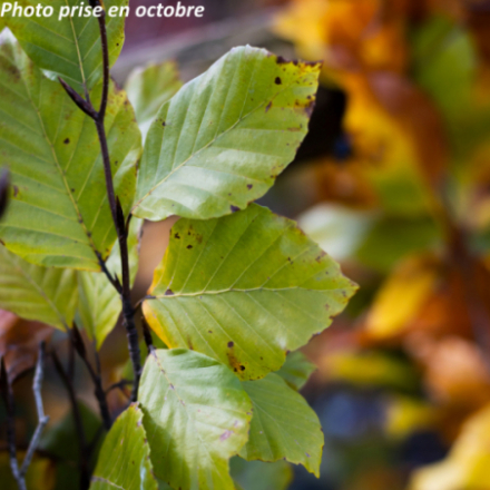Fagus sylvatica 'Dawyck Gold'
