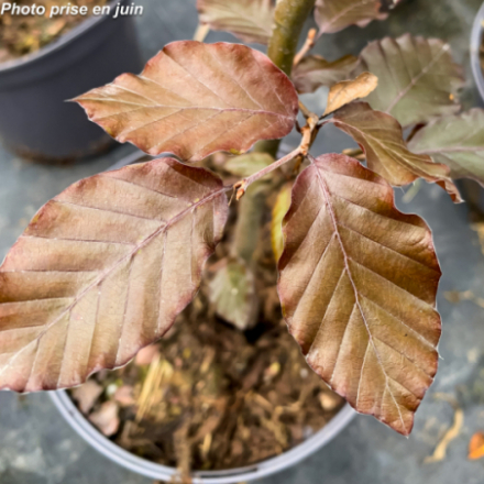 Fagus sylvatica 'Purpurea'