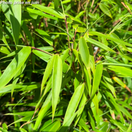 Fargesia rufa - Bambou