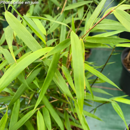 Fargesia scabrida 'Asian Wonder' - Bambou