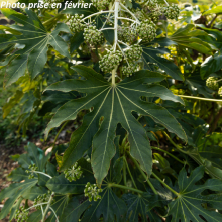 Fatsia japonica