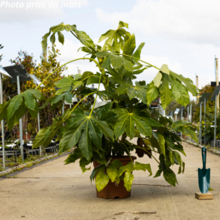 Fatsia japonica 'Sieboldii'