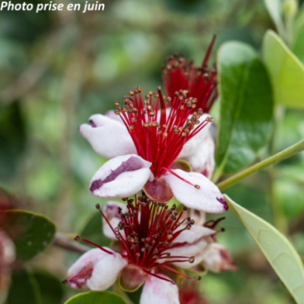 Feijoa sellowiana - Goyavier du Brésil