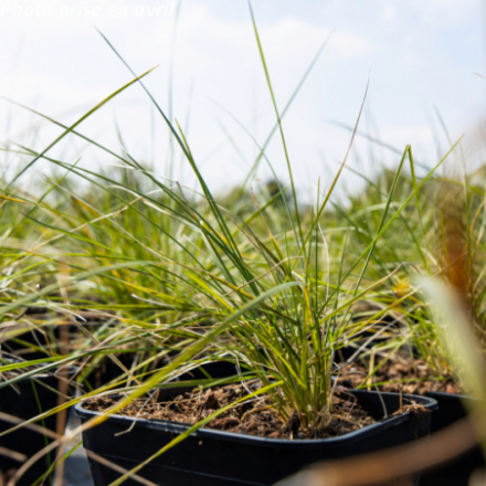Festuca mairei