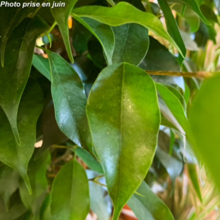 Ficus benjamina