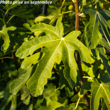 Ficus carica 'Rouge De Bordeaux' - Figuier