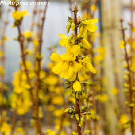 Forsythia x intermedia 'Lynwood'