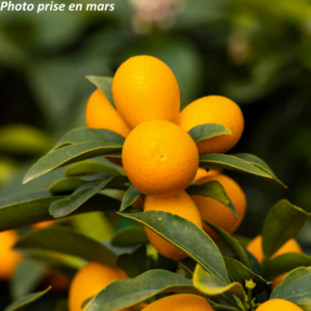 Fortunella margarita - Kumquat