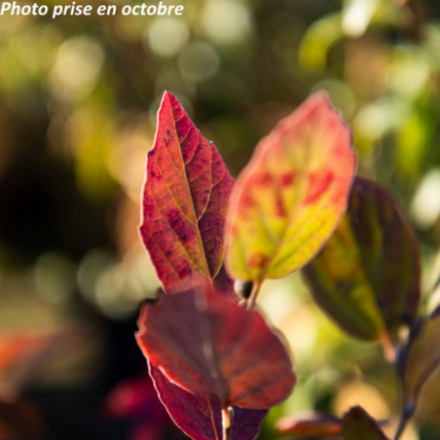 Fothergilla gardenii 'Blue Mist'