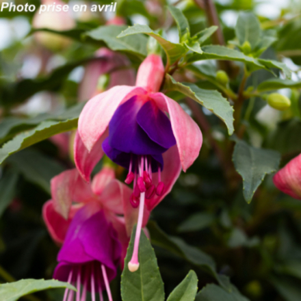 Fuchsia annuel
