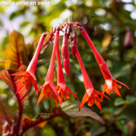 Fuchsia fulgens